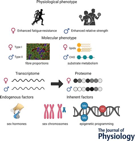 Physiological And Molecular Sex Differences In Human Skeletal Muscle In