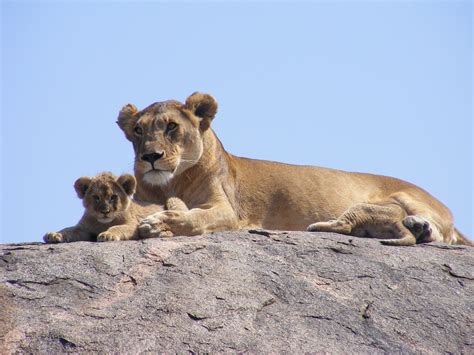 Lion Cub Safari Free Photo On Pixabay