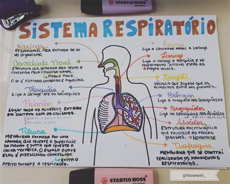 Sistema Respiratorio Trabalho Escolar - Pin de Taciane Ordovás em Salvamentos rápidos | Sistema respiratório ...