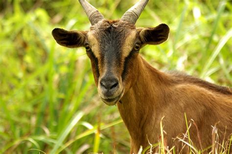 Free Goat Stock Photo