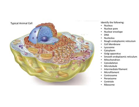 Labeled Animal Cell Diagram | Quizlet