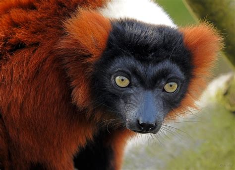 Roter Vari Foto & Bild | tiere, zoo, wildpark & falknerei, säugetiere ...