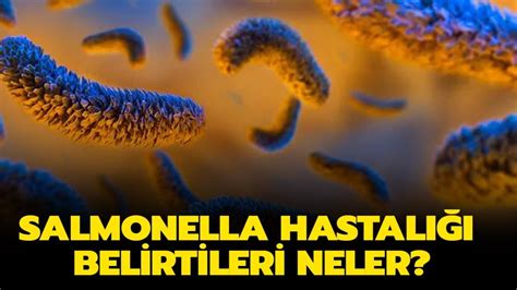 Salmonella hastalığı belirtileri neler tedavisi var mı Salmonella nedir