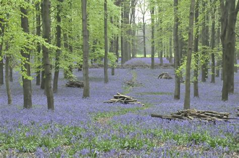 Ashridge Forest by peterthowe | ePHOTOzine