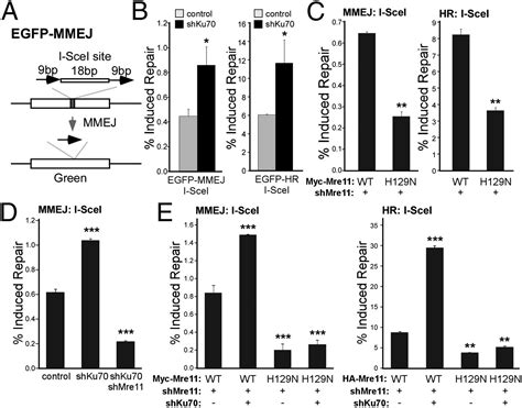 Microhomology Mediated End Joining And Homologous Recombination Share