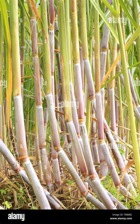 Sugar Cane Plantations Fotos Und Bildmaterial In Hoher Aufl Sung Alamy