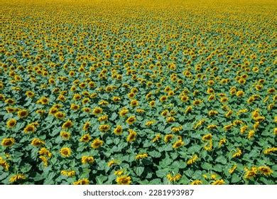 5,879 Sunflower Field Aerial Images, Stock Photos, 3D objects ...