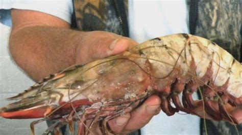 Giant Invasive Shrimp Found In The Gulf