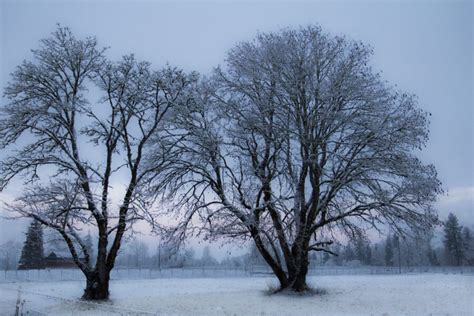 Download Winter Trees Landscape | Free Stock Photo and Image | Picography