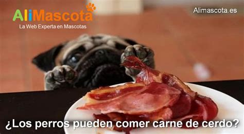 ¿los Perros Pueden Comer Carne De Cerdo Alimascota Es