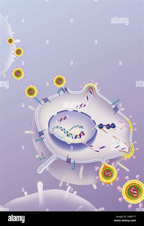 Ciclo de replicación del VIH en la célula huésped de antirretrovirales