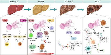 Frontiers The Implication Of Neutrophil Extracellular Traps In