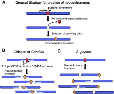 The Centromere Chromatin Foundation For The Kinetochore Machinery