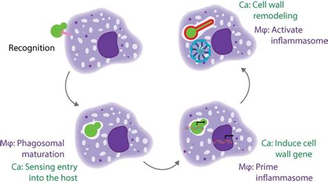 A Cartoon Model Of The Different Stages Of Interaction Between A Host