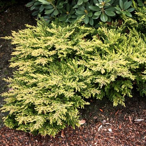 Хвойные растения: Можжевельник (Juniperus). можжевельники сорта ...