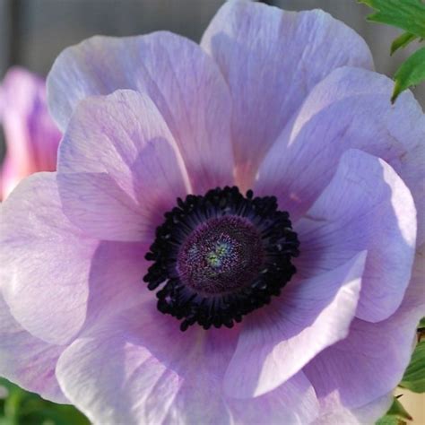 Lavender Anemones Florabundance Wholesale Flowers