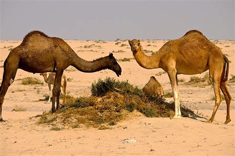 Rub' al Khali desert, Dubai