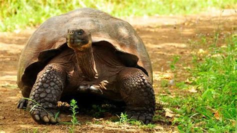 Galapagos Giant Tortoise Has So Much Sex He Retires After Saving His