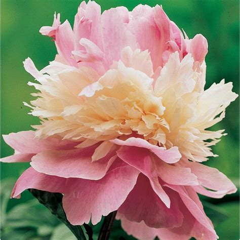 Garden State Bulb Sorbet Peony Bulbs L20834 At