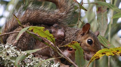 Squirrels And Bot Flies South Carolina Public Radio