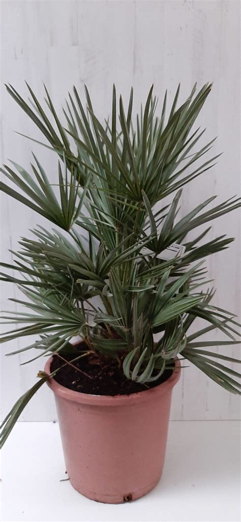 Chamaerops Humilis Palmito Pe Isverd Garden Center