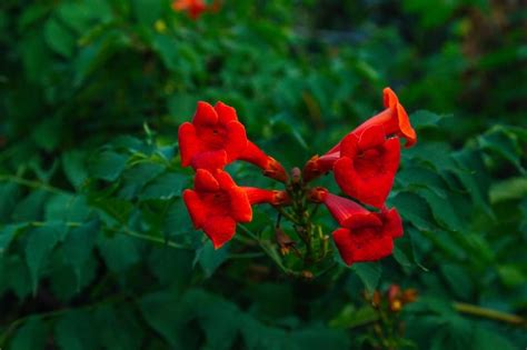 Flores Rojas De Campsis Grandiflora A Lo Largo De La Calle En Flor