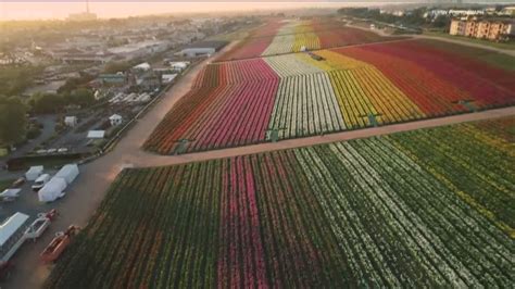 Milkin' San Diego: Carlsbad Flower Fields | cbs8.com