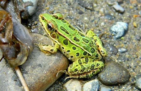 Baby Leopard Frog By Msmergus On Deviantart