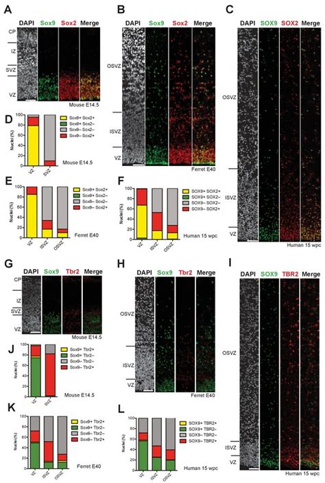 Extracellular matrix-inducing Sox9 promotes both basal progenitor ... 