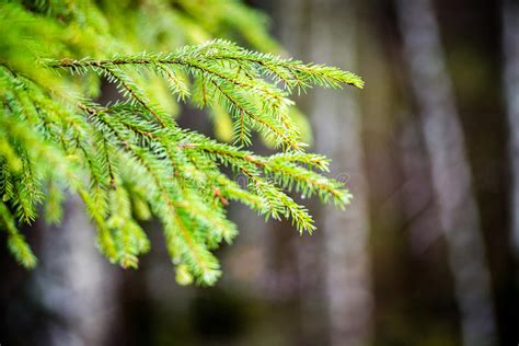 Autumn Trees With Naked Branches Stock Image Image Of Misty Smoky