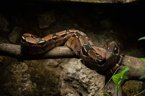 Sucuri A Maior Serpente Brasileira Essa E Outras Curiosidades Sobre A