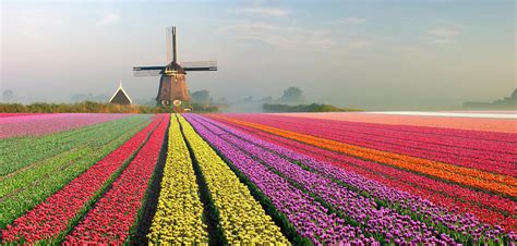 Tulips And Windmill #1 by Jacobh