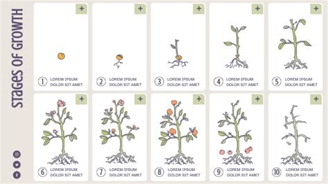 Infografik Zum Wachstum Von Pflanzen Vorlagen Von Genially