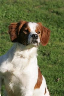 Photo Elevage Du Mas D Eyraud Eleveur De Chiens Setter Anglais