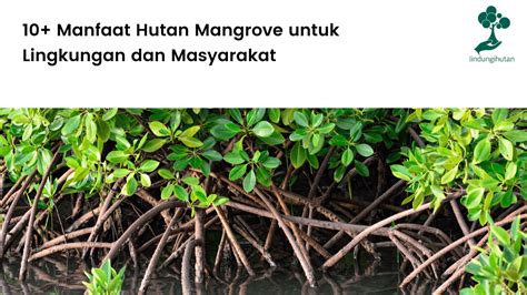 Manfaat Hutan Mangrove Untuk Lingkungan Dan Masyarakat