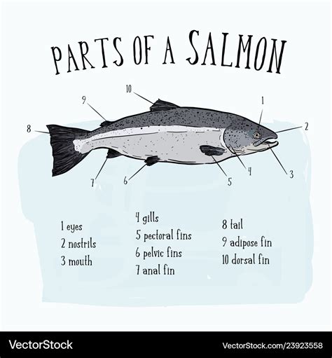 Diagram Showing Parts Of Salmon Royalty Free Vector Image