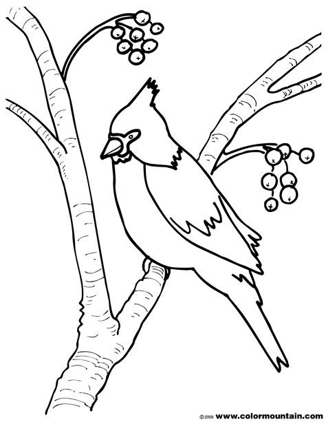 Printable Cardinal Coloring Page Printable Word Searches