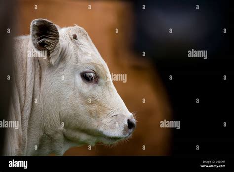 Charolais Cross Bred Calf Stock Photo Alamy