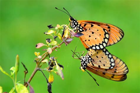 Casal Borboleta Animais Selvagens Foto Gratuita No Pixabay Pixabay