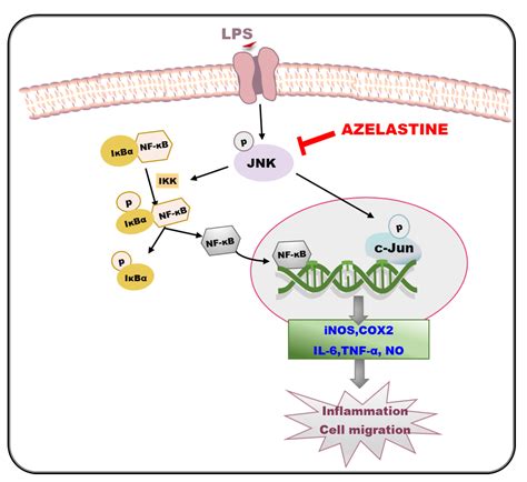 Suppression Of LPS Induced Inflammation And Cell Migration By