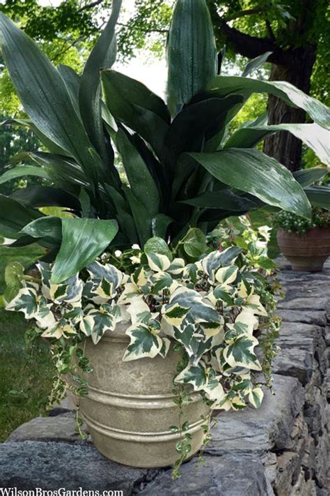 Buy Variegated Algerian Ivy Plants Free Shipping Wilson Bros