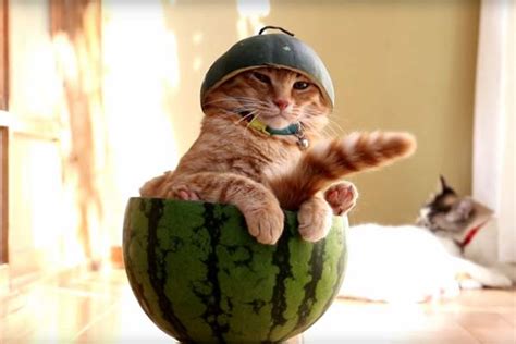 Cat Eat Watermelon Meme | Hot Sex Picture