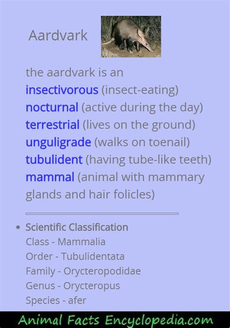 Aardvark Facts - Animal Facts Encyclopedia