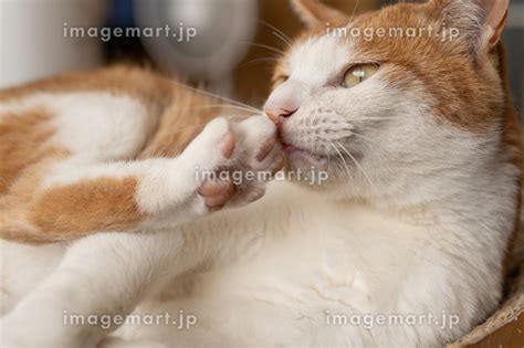 毛づくろいをする猫 茶トラ白の写真素材 247505890 イメージマート