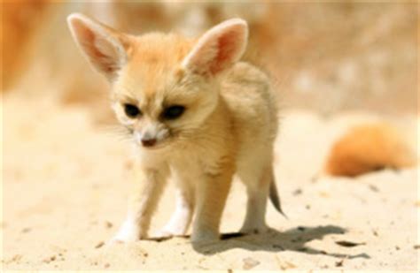 Fennec Fox - Environmental adaptations