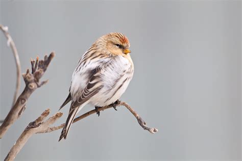 Hoary Redpoll (Acanthis hornemanni)