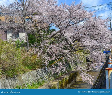 Flor De Cerezo En Kyoto Jap N Foto De Archivo Imagen De Tokio