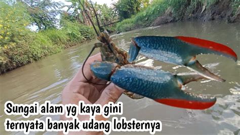 SPOT UDANG LOBSTER AIR TAWAR SUPER BANYAK HANYA DI SUNGAI ALAM INI