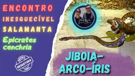 Jiboia arco íris encontro inesquecível Epicrates cenchria também cobra