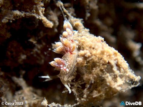 DiveDB - Wallaroo Jetty